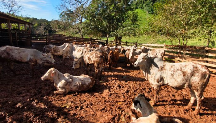 Foto: Adapar Atualização de rebanhos chega a 67% no Paraná; prazo encerra em 30 de junho